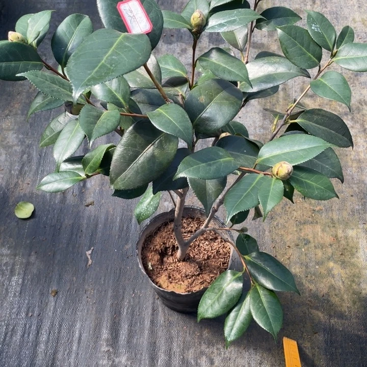 完全开放茶花九天童子