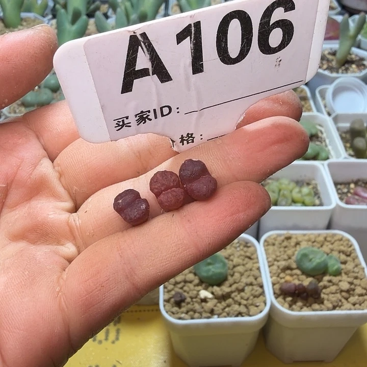 *****106。满38包邮肉锥