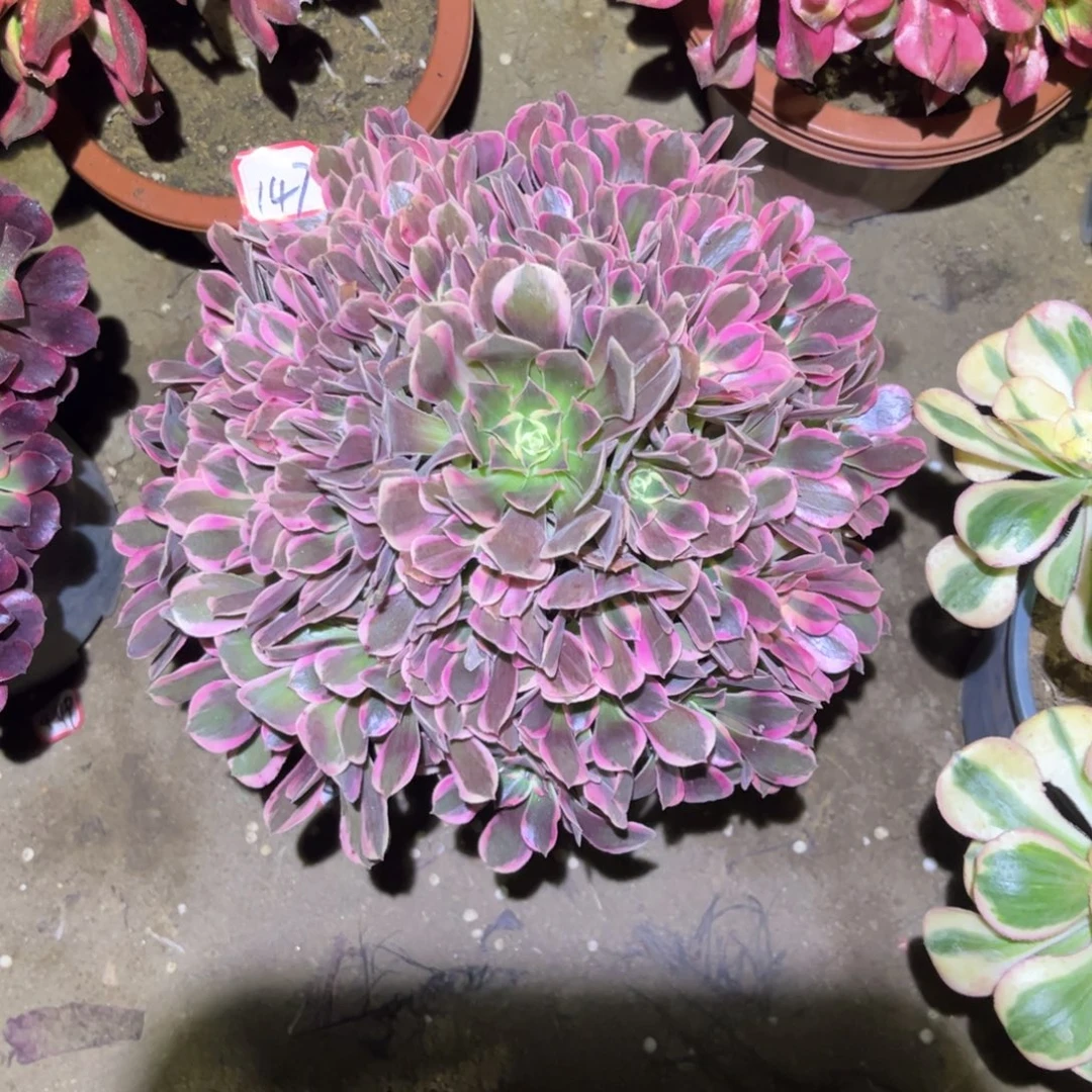 147多肉植物花样年华