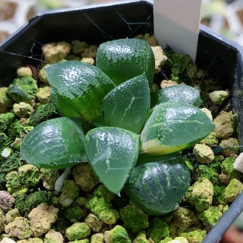 【闪购商品】56月影锦