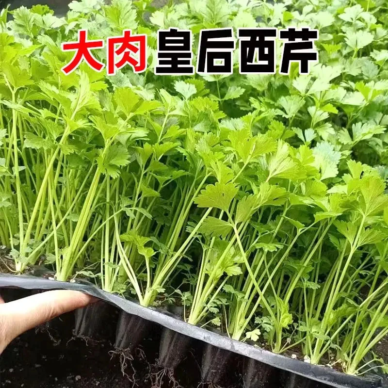 高产皇后大肉西芹秧苗带土球大肉实心芹菜种苗四季阳台盆栽蔬菜苗