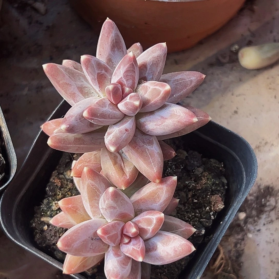 桔云多肉美人精品系列