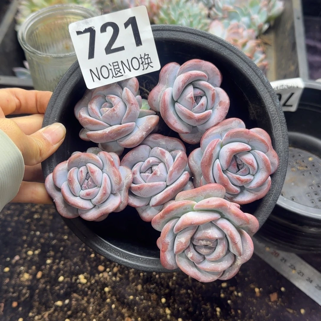 星影两颗一组量拍随机发