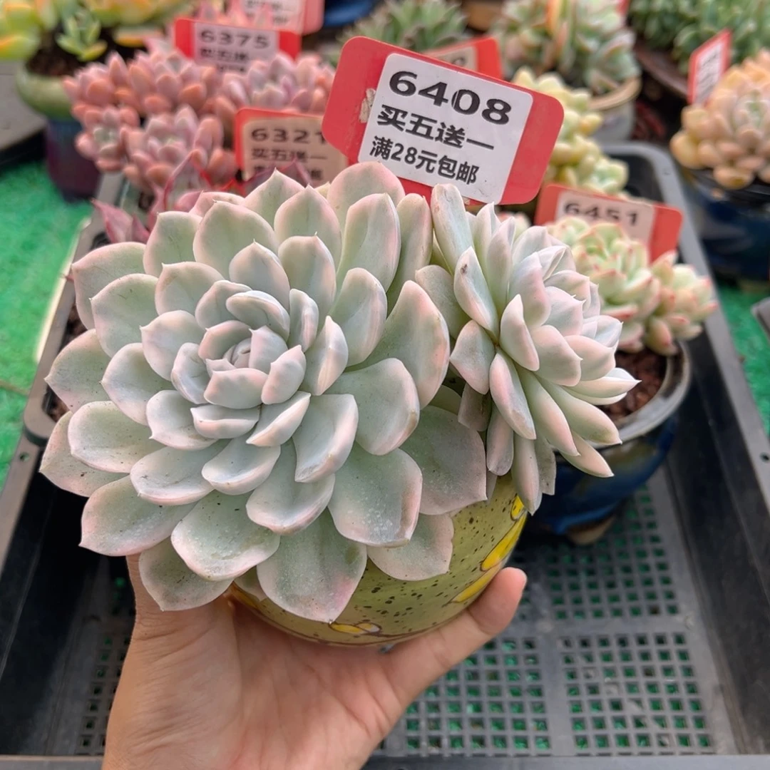 表妹精品多肉植物6408.