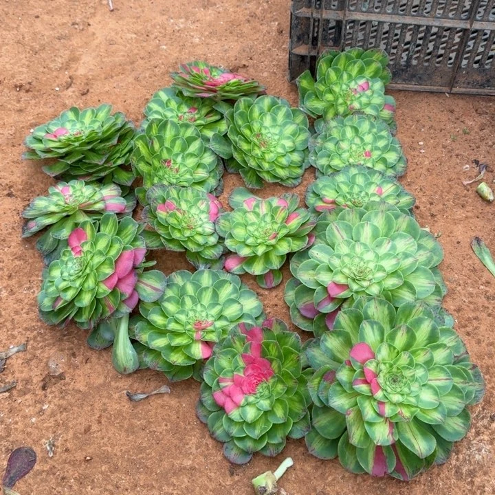 花脸知否主头啊啊啊