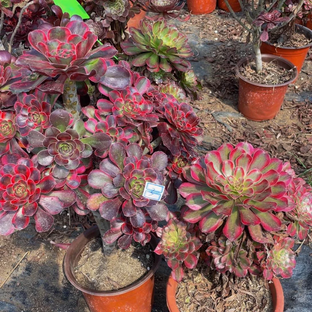 丽娜妖桩3鲜花老桩一对不包