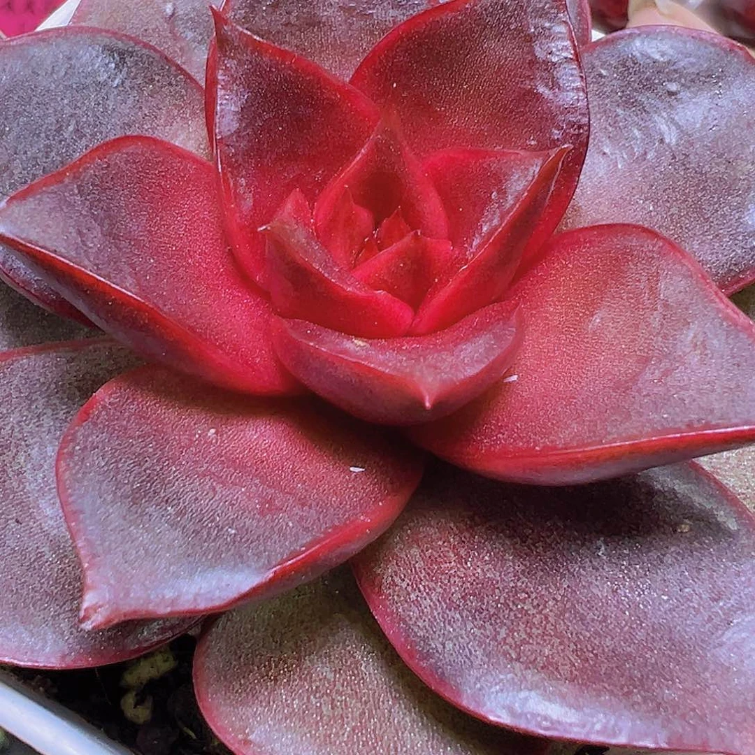 红玫瑰19包邮多肉植物