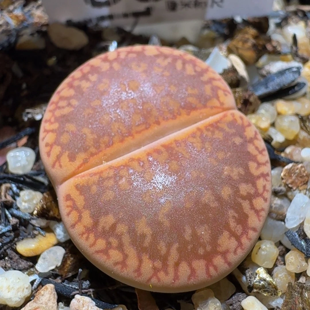 Sssss精品生石花831