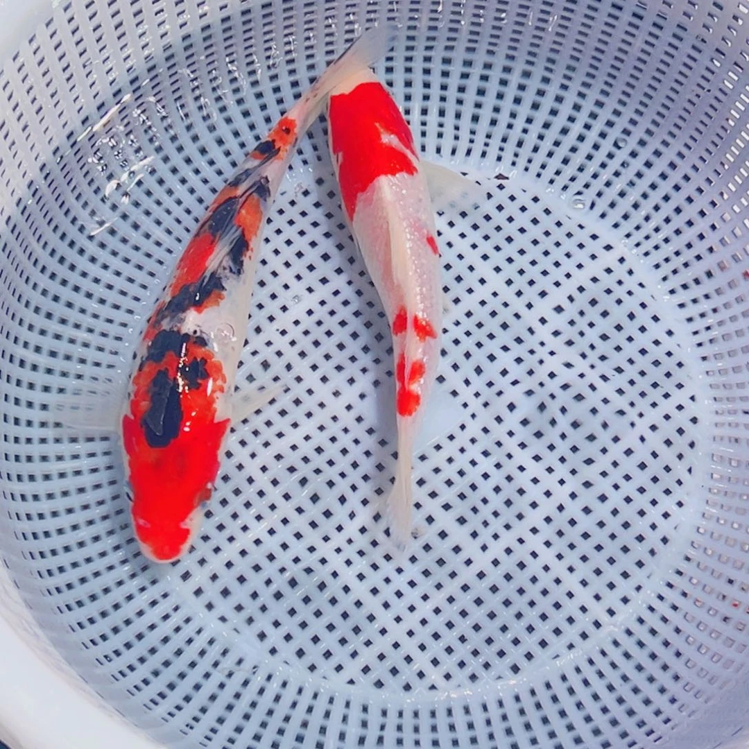 锦鲤锦鲤观赏鱼1111