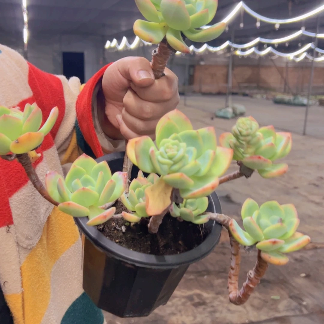 白月光高桩老桩，230杯黑盆