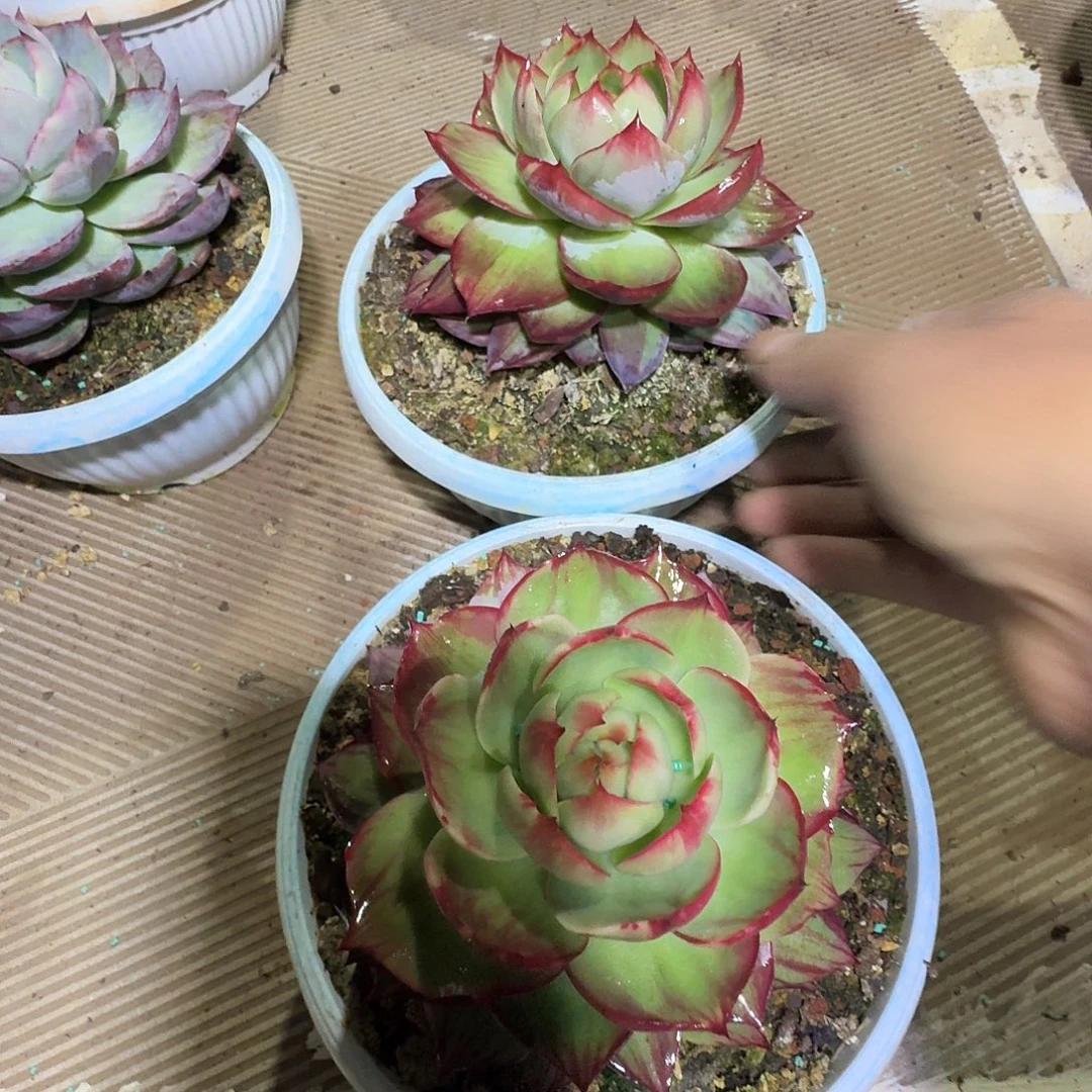 惊鸿仙子多肉植物