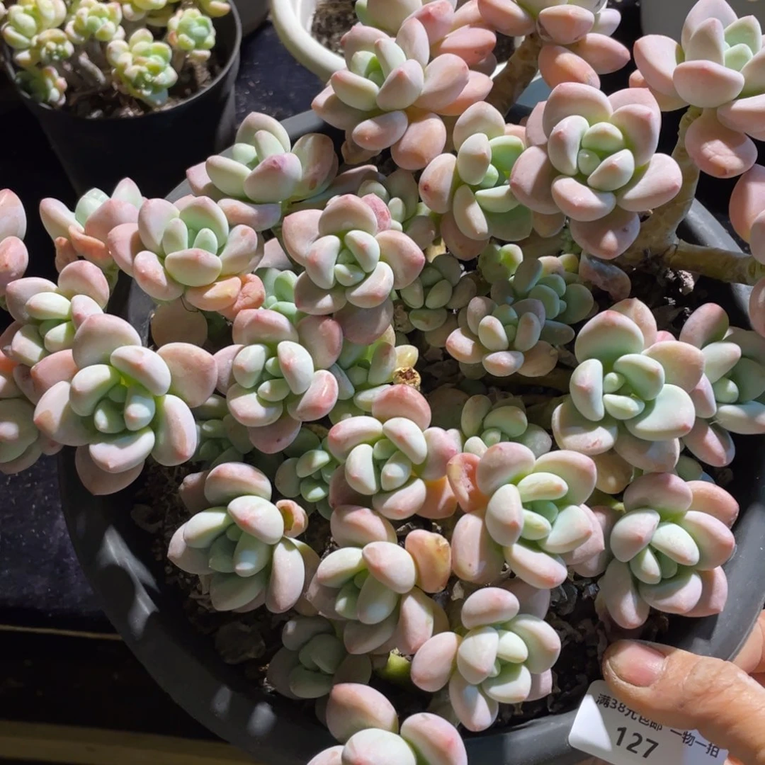 127群生多肉植物老桩多肉