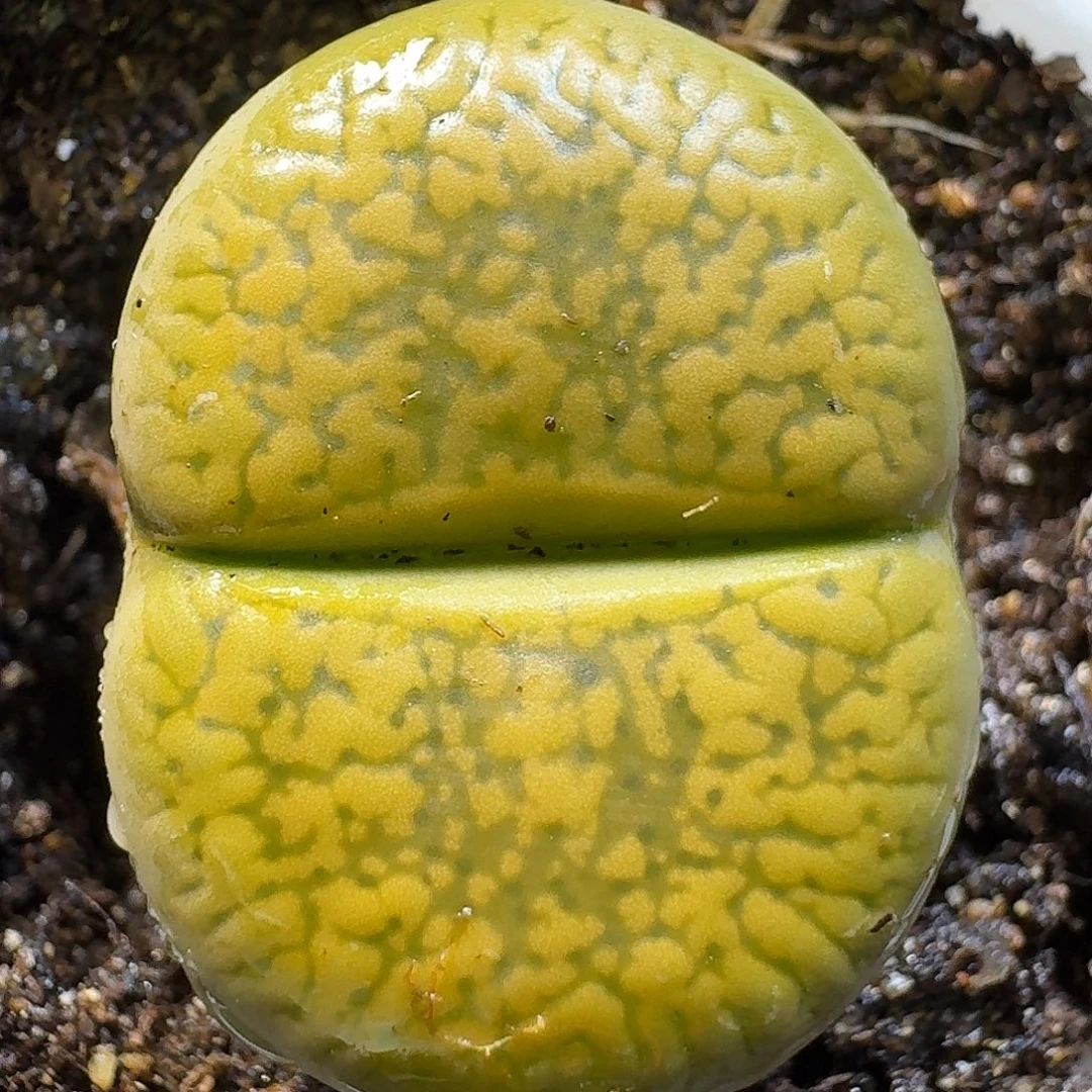 生石花111111。   199