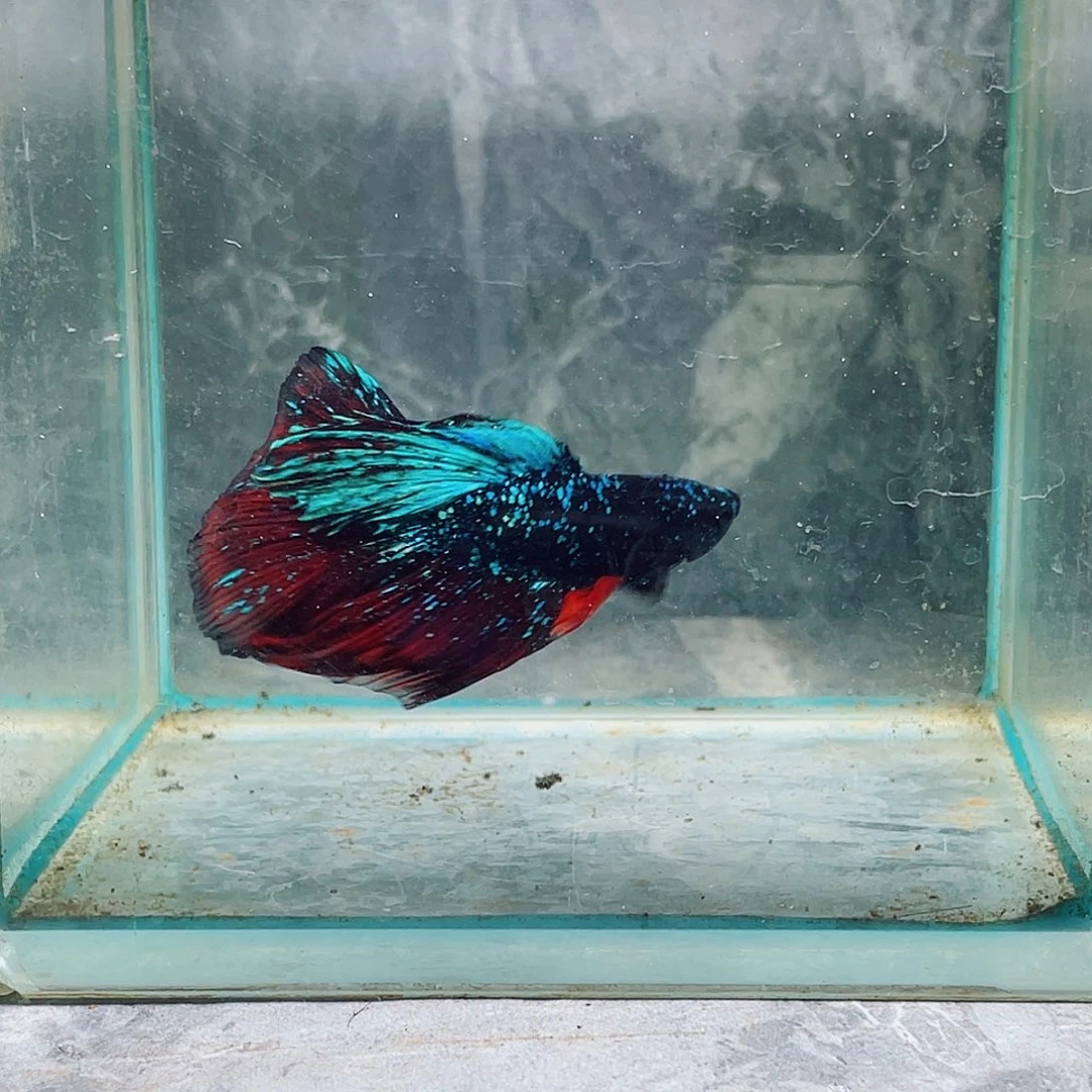 斗鱼暗黑斗鱼啊啊啊