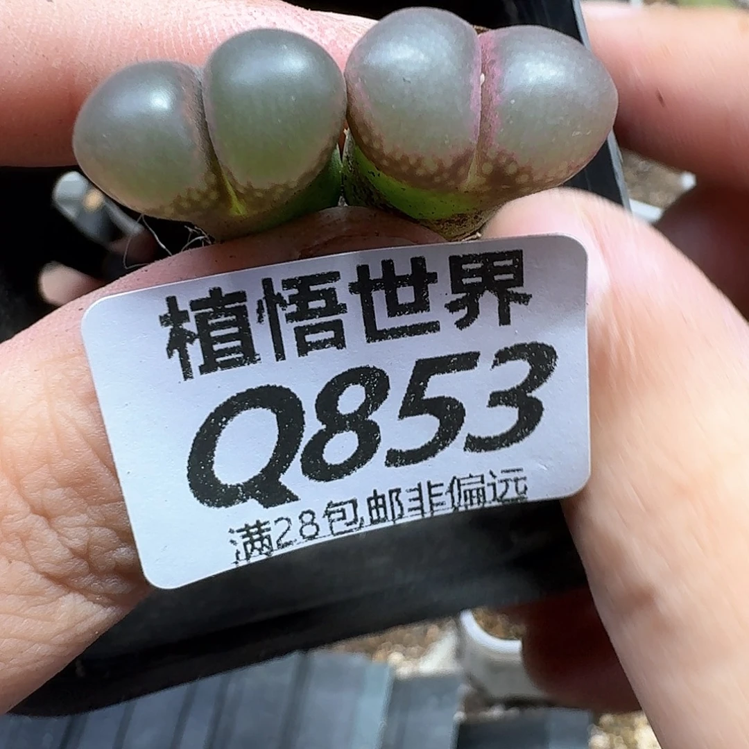 多肉植物的嘴哇fv