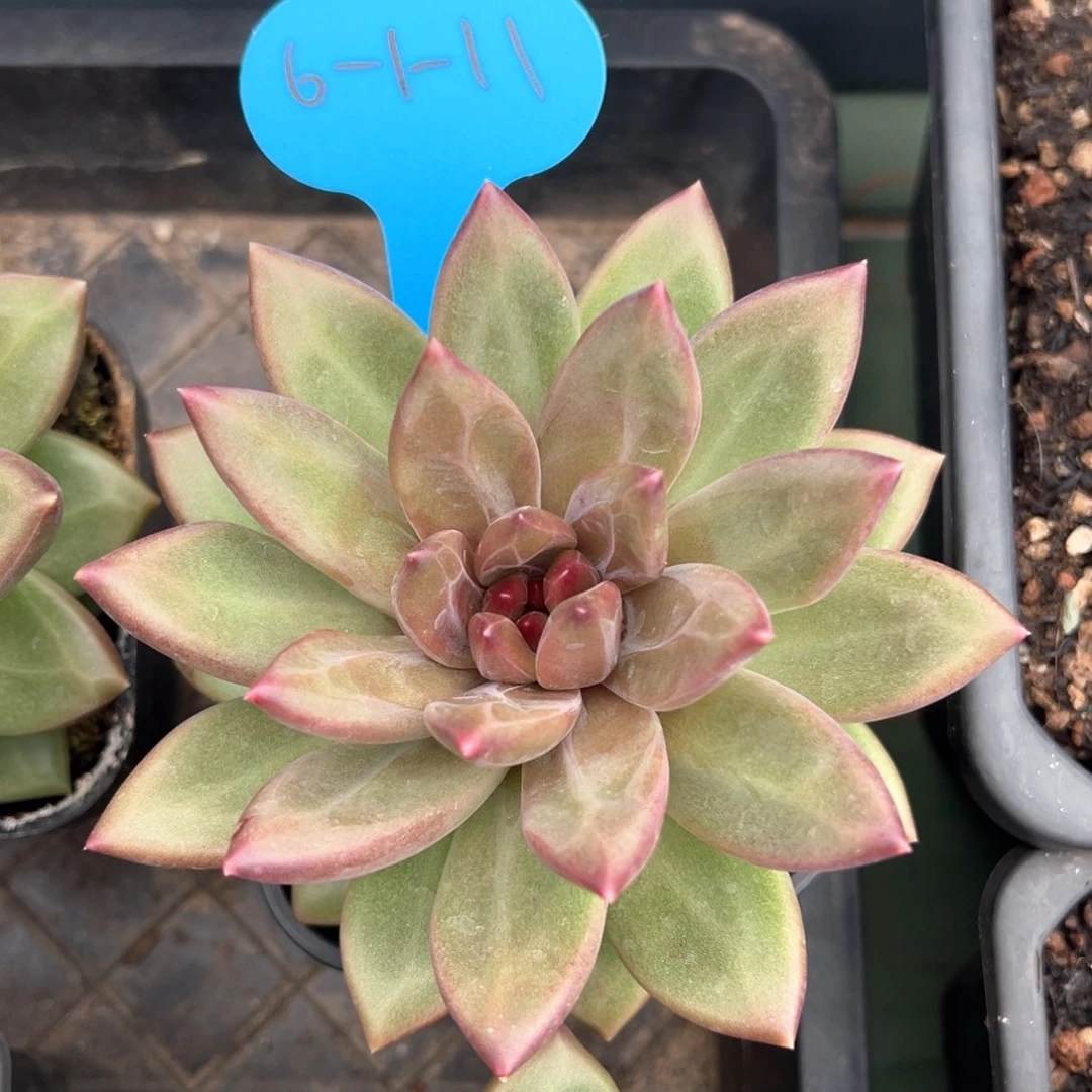 6-1-11精控迷雾泡泡