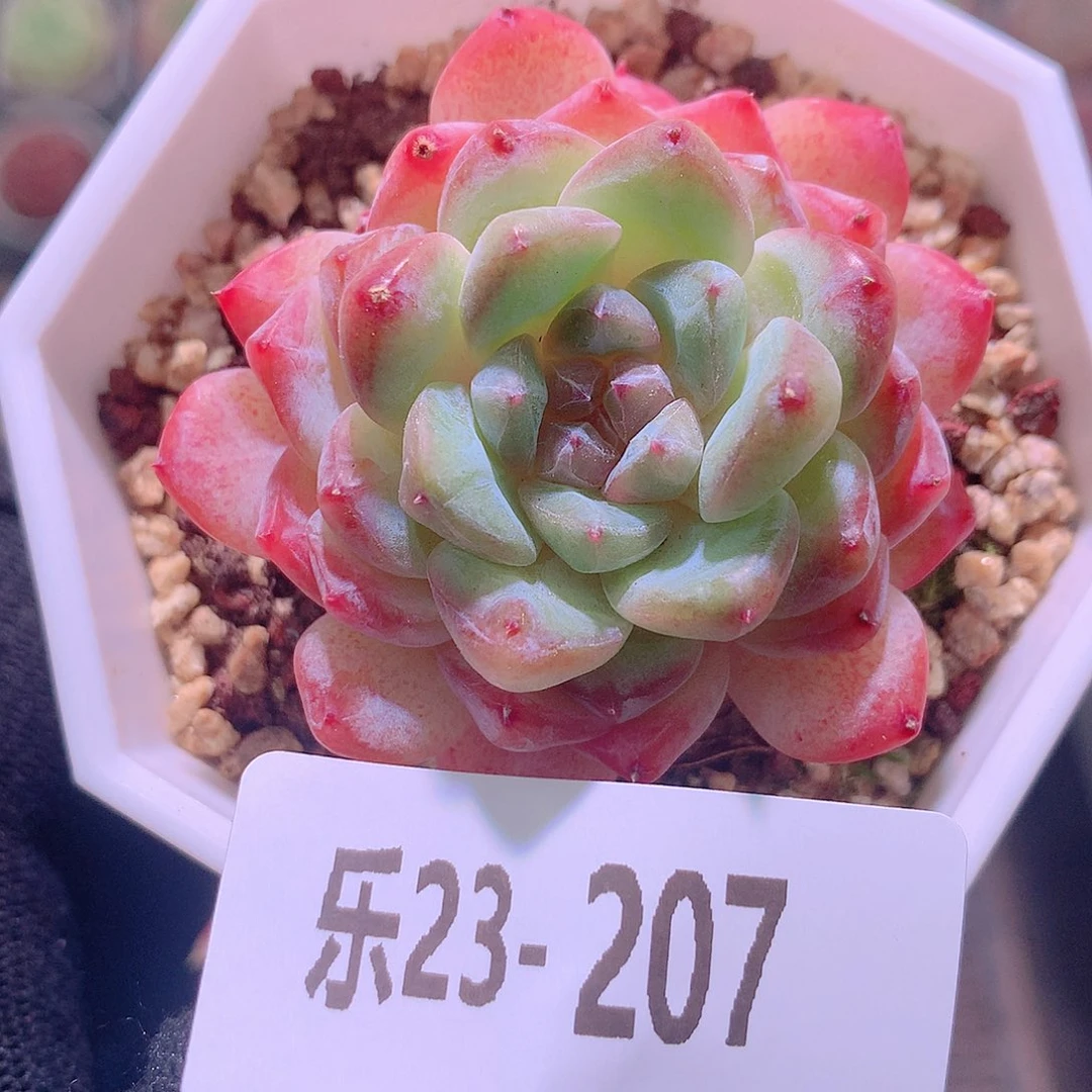 乐然23-207 冰钻单头