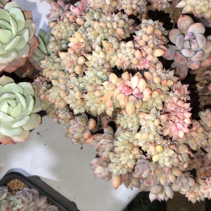 茹94//////////////：：/