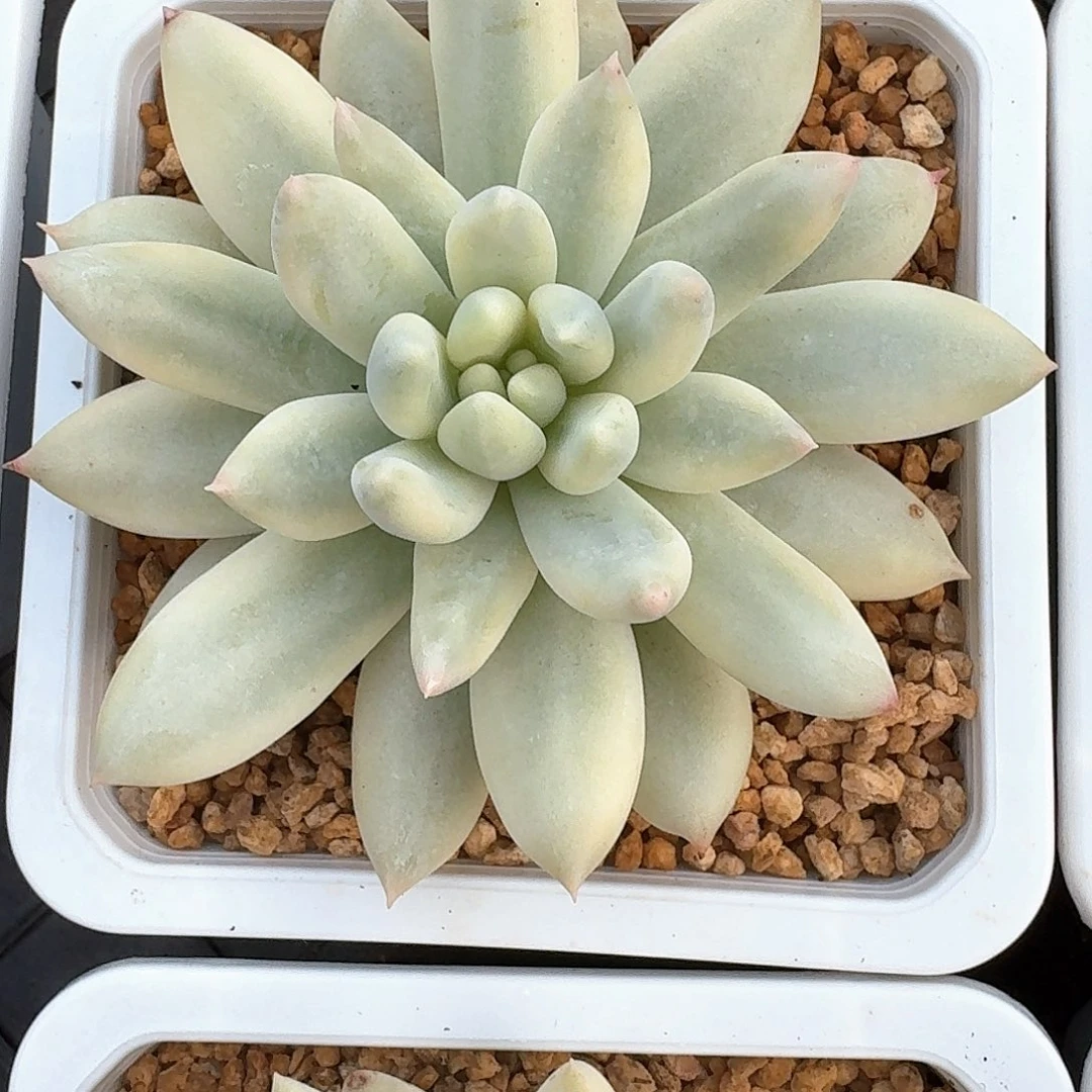 所罗门锦多肉植物