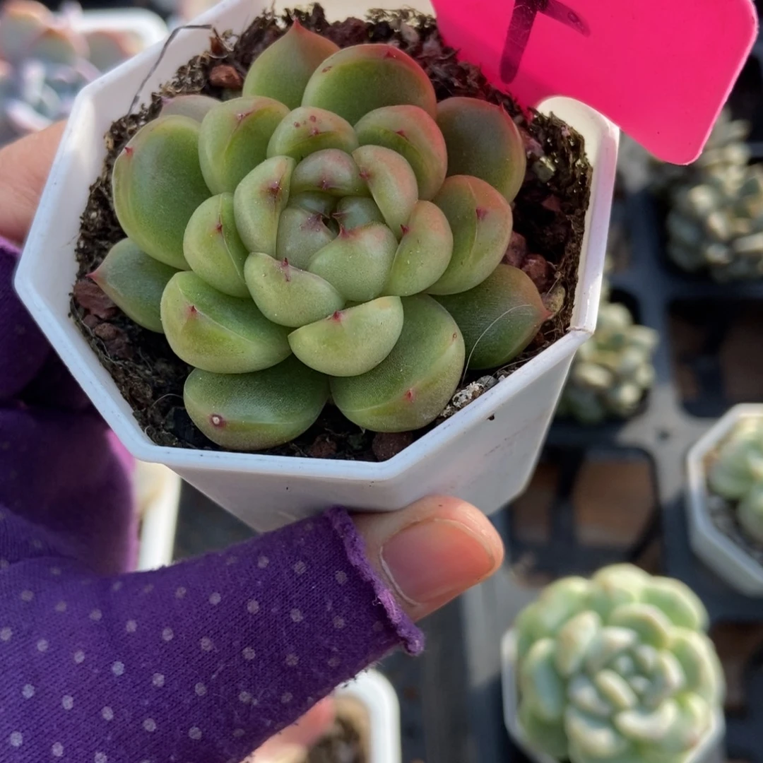 54莱拉珍妮多肉植物