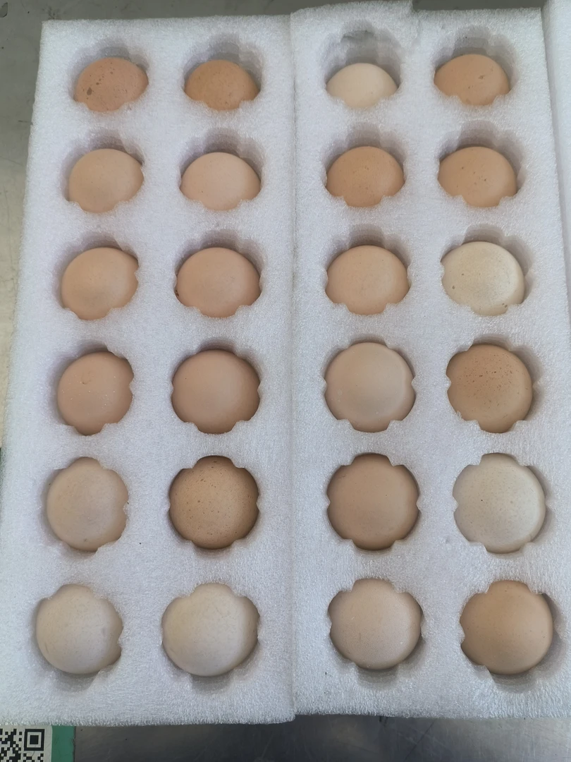 散养大公鸡盐津乌骨鸡僰鳯乌鸡抱儿蛋