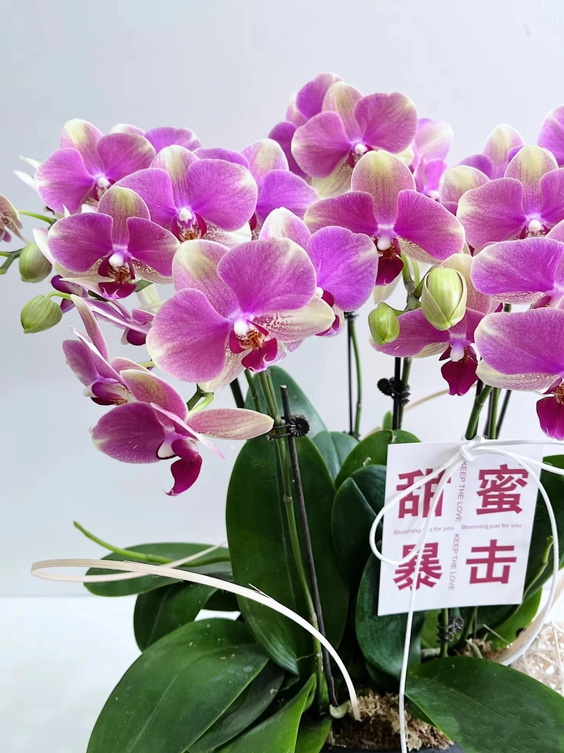 【今日福利】多彩蜜桃胡蝶兰花苗带花剑2.8寸杯