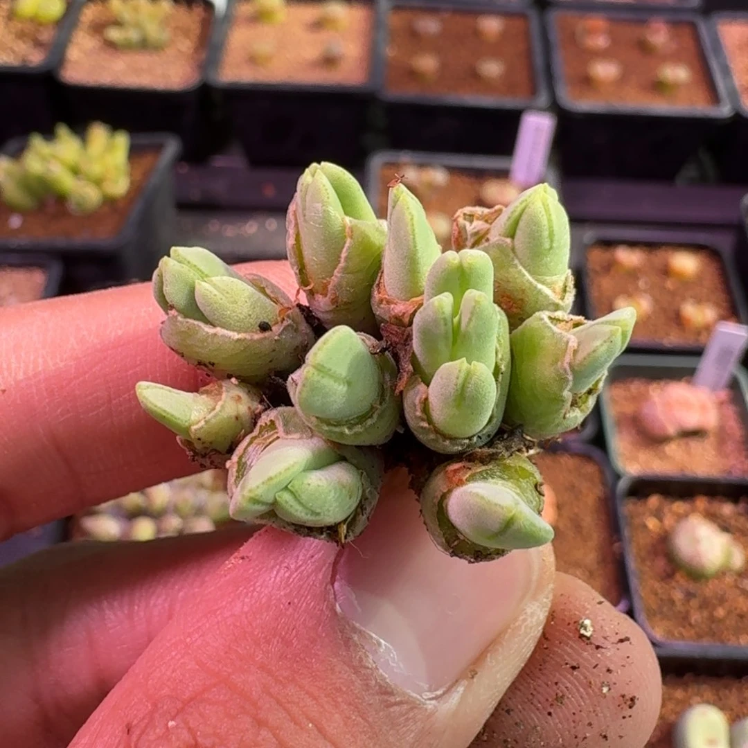 笙****D云缦精品番杏13.29