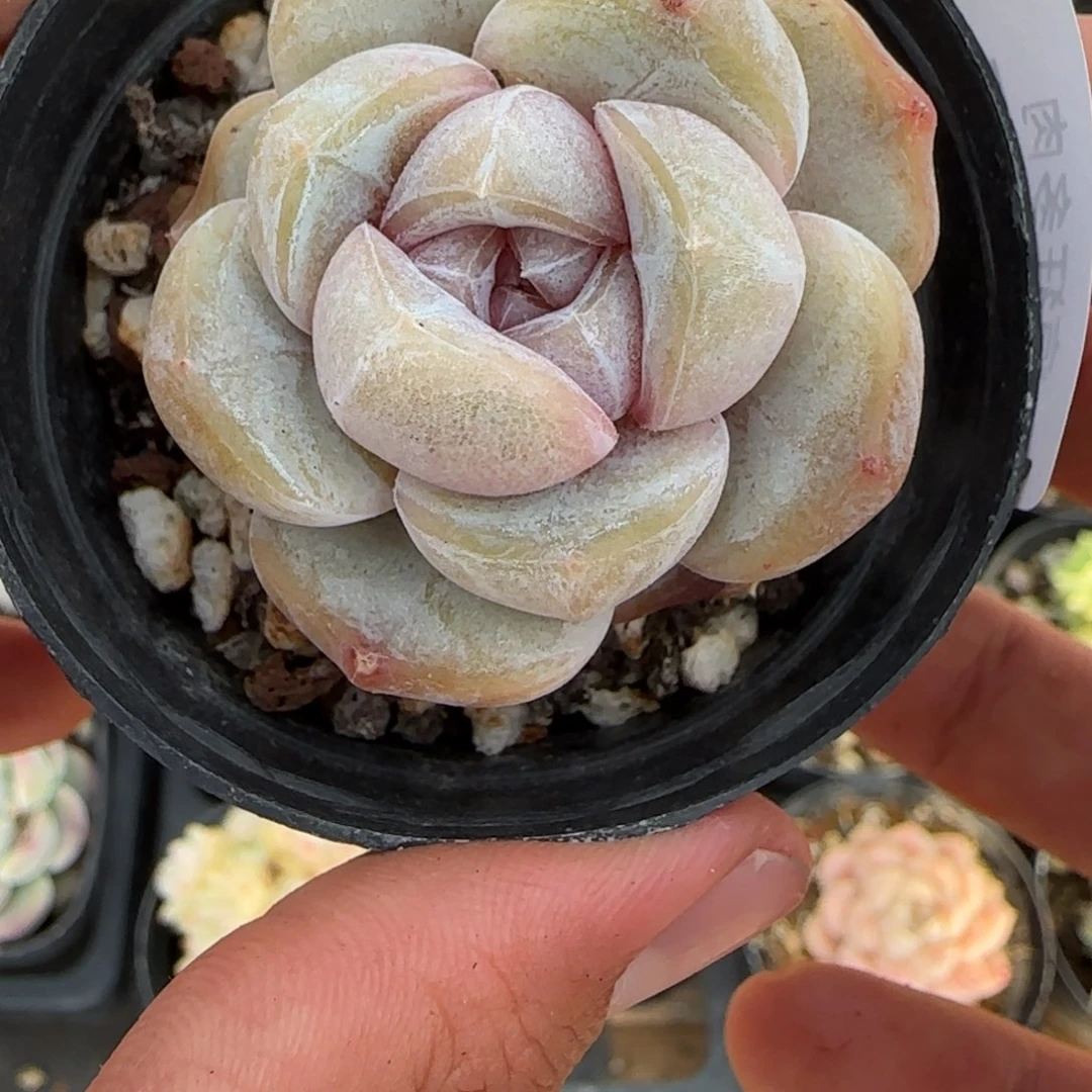 一物一拍麦秆珍妮04137