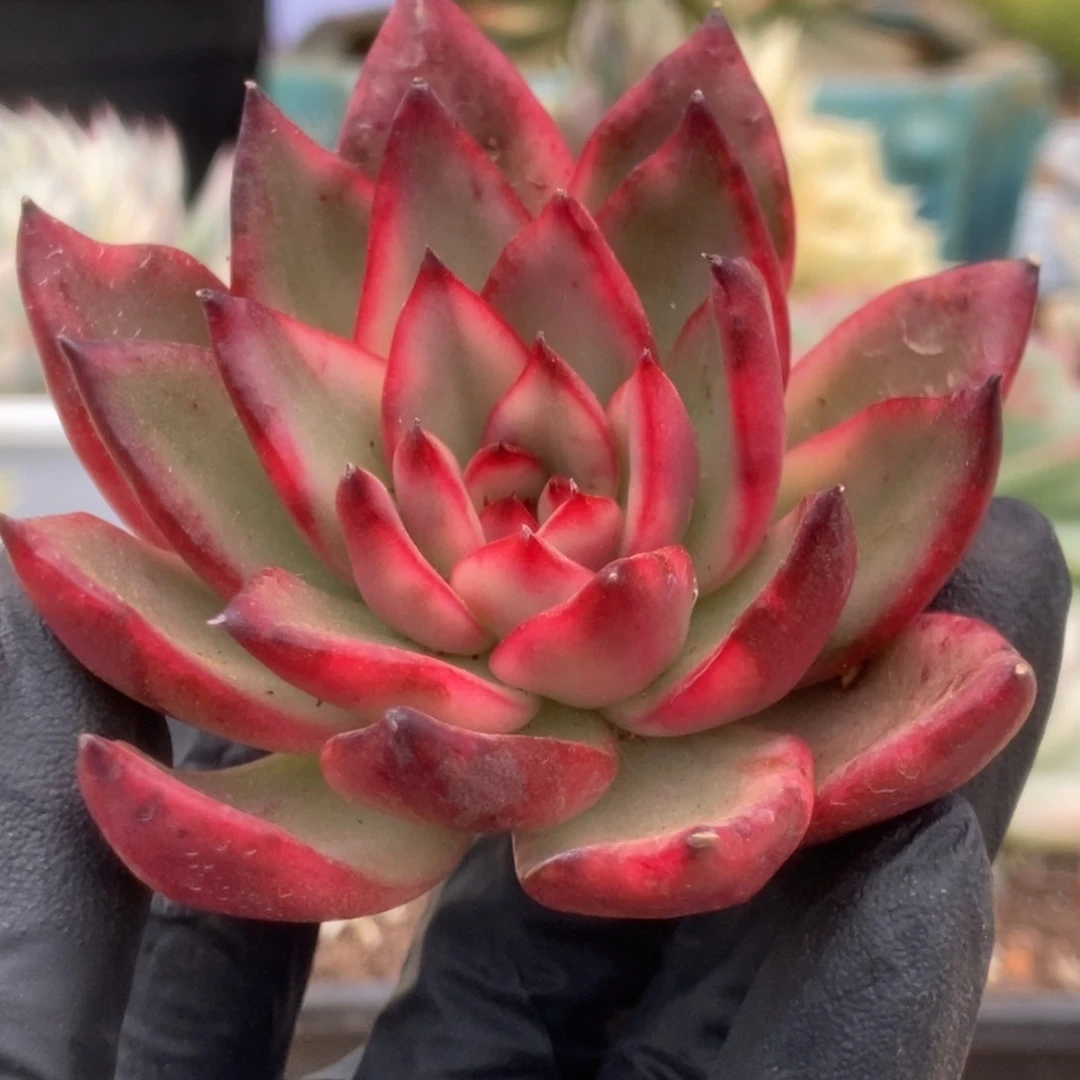 422厚叶吉赛尔头盖锦锦锦