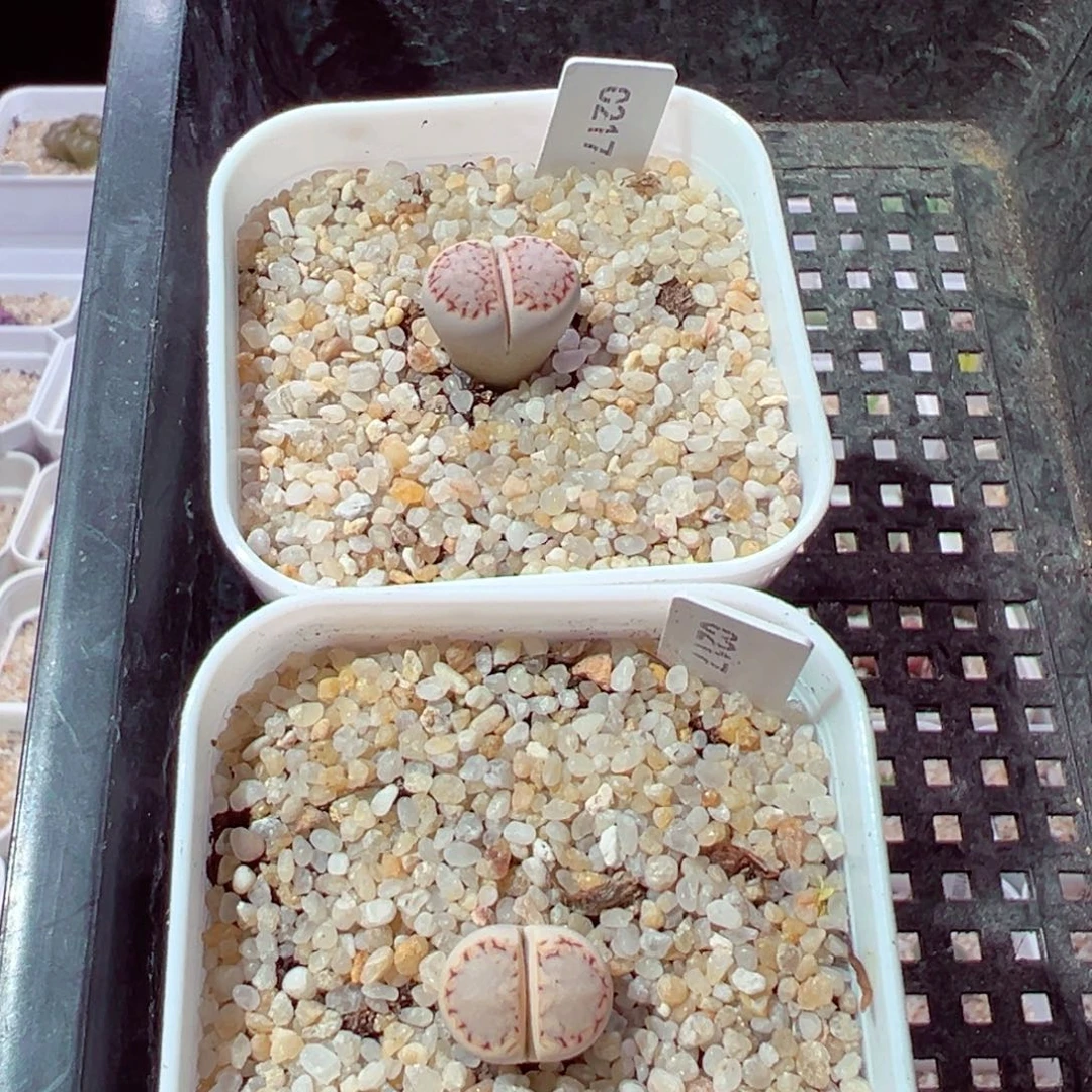 鹿****903-501多肉多肉的人