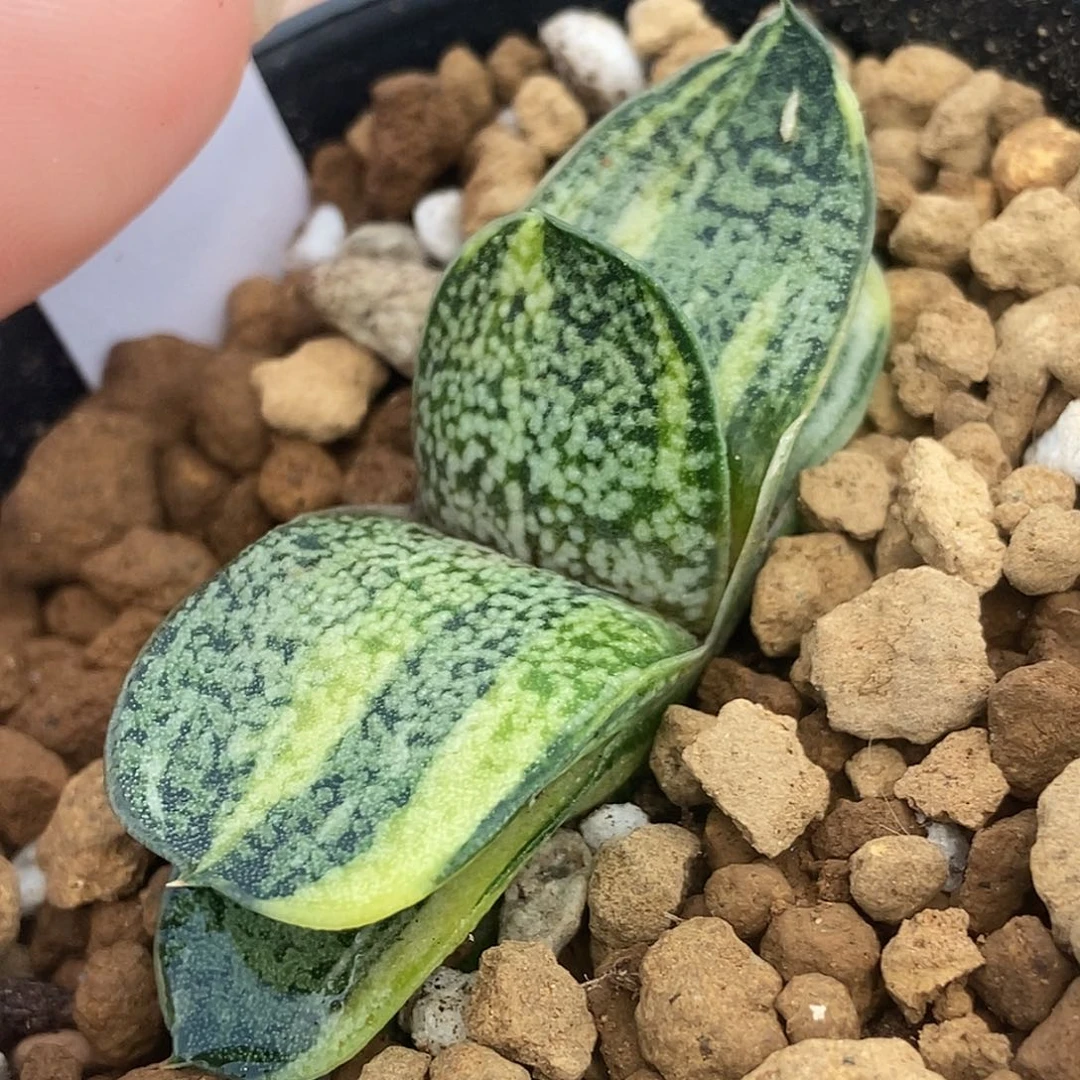 285卧牛实生转锦大白泡泡釉带盆发货