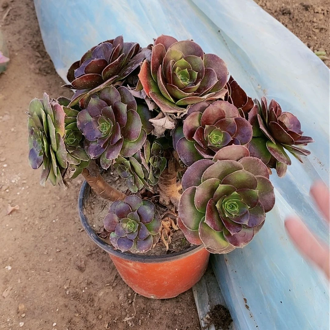 477 号20包邮不包断枝