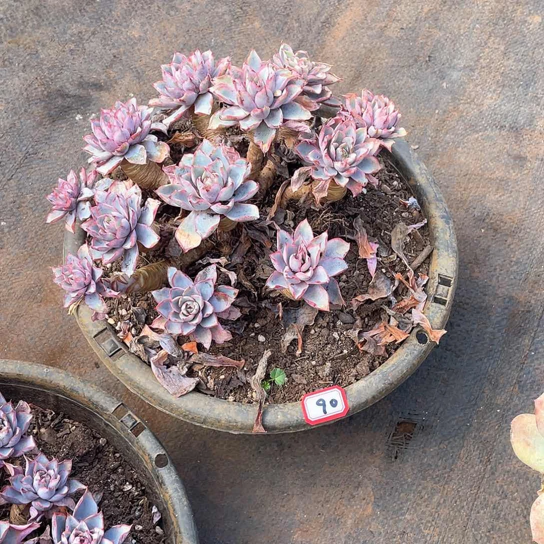 90赫拉 一物一拍多肉