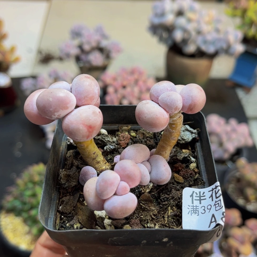 835/6cm橙奶多肉植物