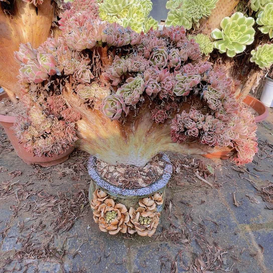 【闪购商品】无花朵清*?女巫