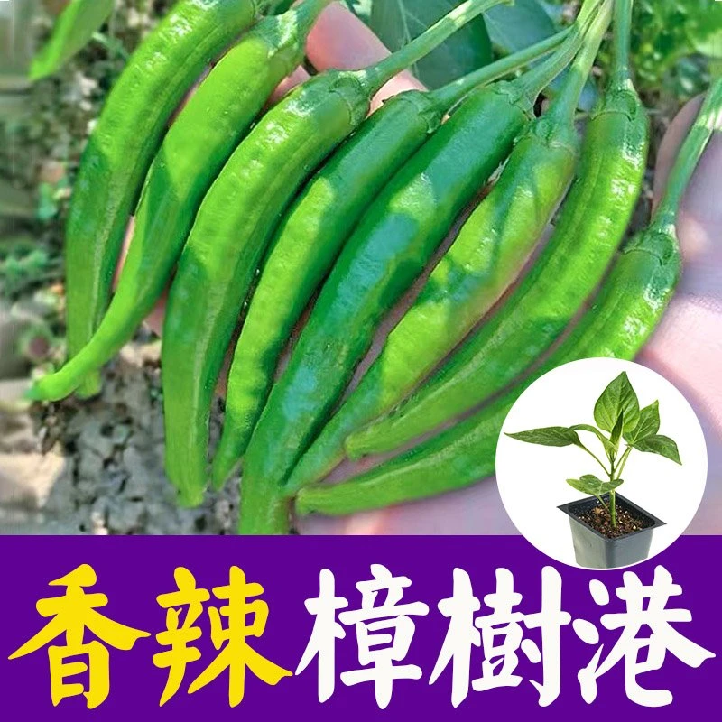 樟树港辣椒苗正宗青椒苗线椒尖椒朝天椒甜椒螺丝椒盆栽蔬菜苗秧苗