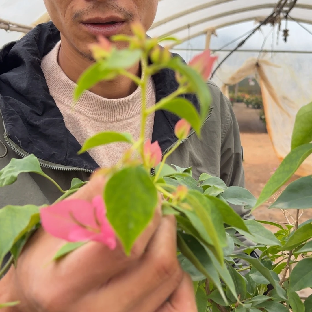 蓝***技完全开放（水晶）三角梅会落花落叶会光杆苗有大有小