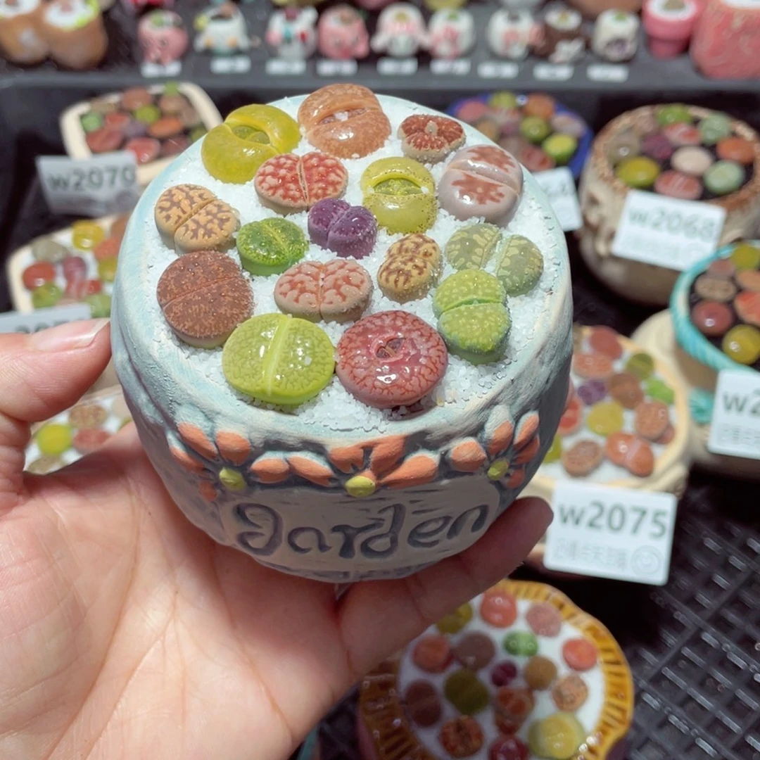 w2076 带盆土发货-零下地区拍保温箱