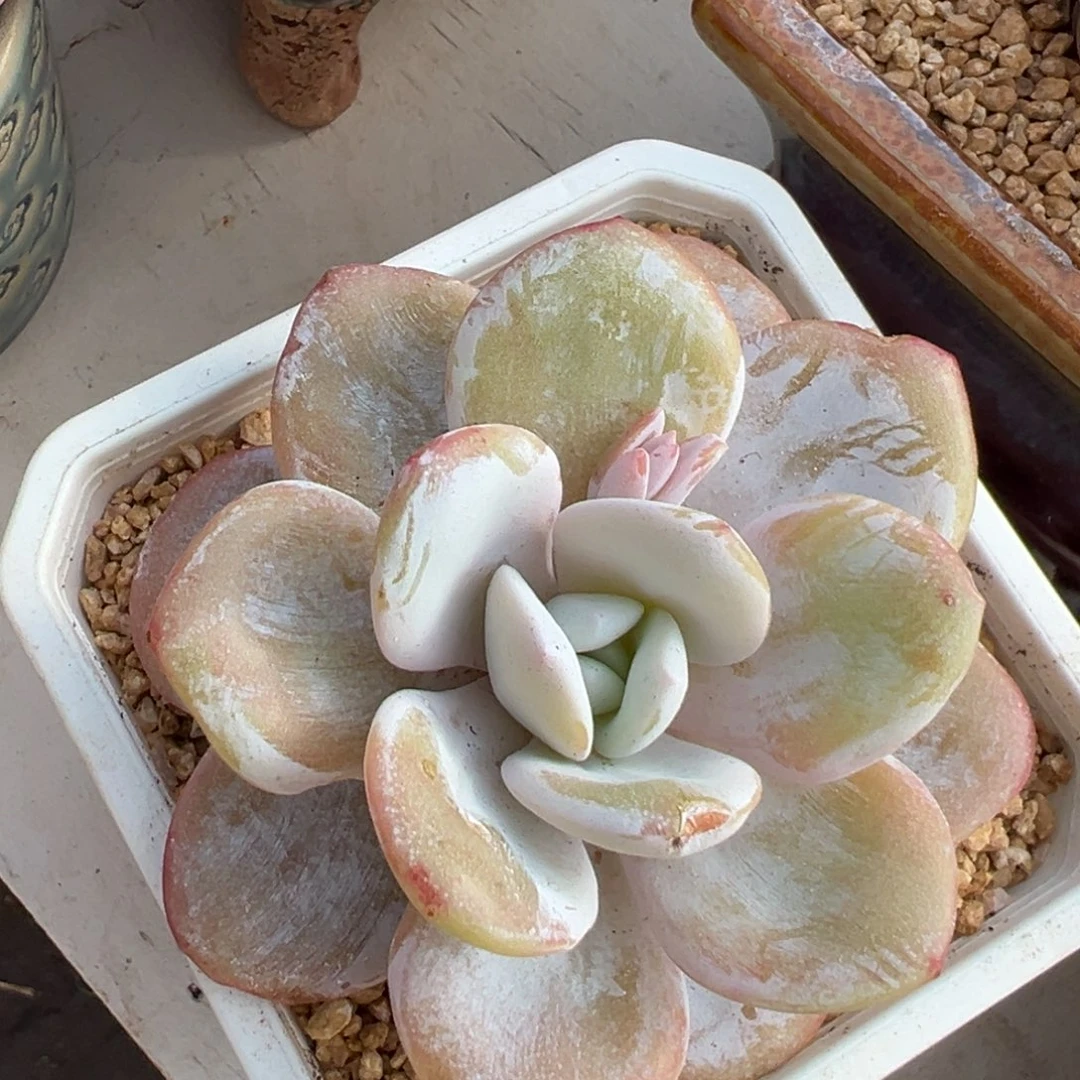 多肉植物一物一拍