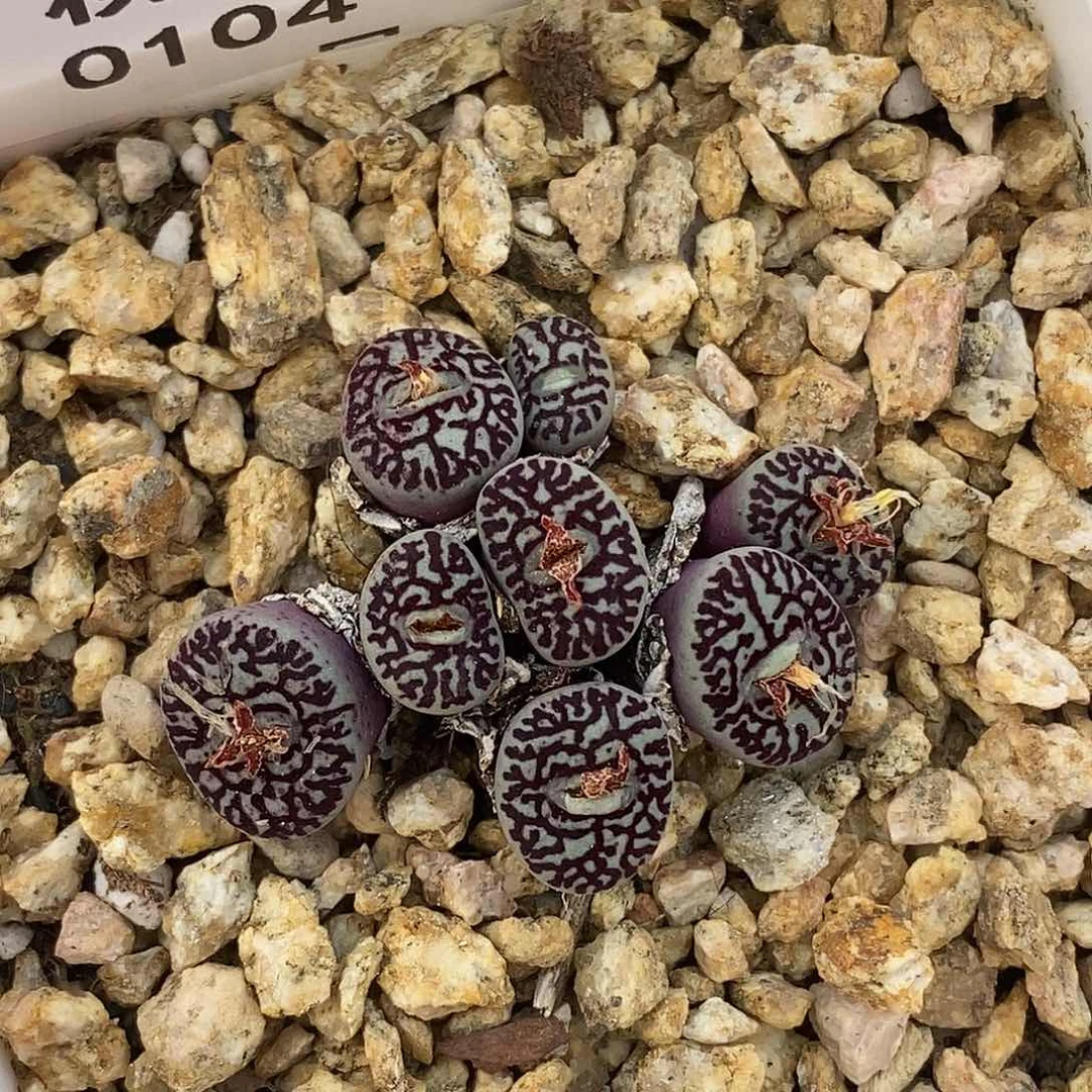 104-23-超墨超福利。