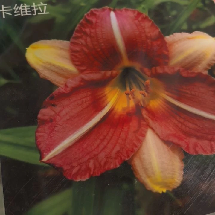 当前无花栽培后可以开花卡维拉裸根发货
