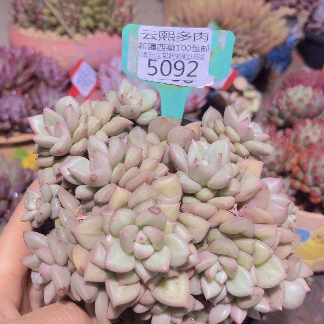 5092黄金象牙多肉植物