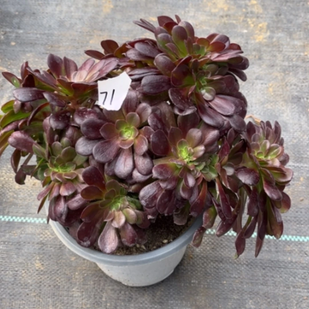 【闪购商品】71欧紫缀多肉法师