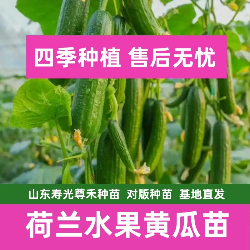 荷兰水果黄瓜苗蔬菜苗四季高产开春福利带土发货穴盘苗寿光苗场