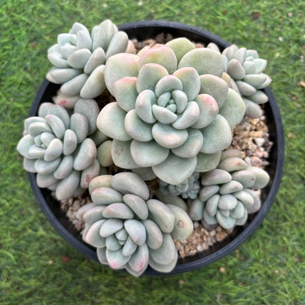 泡泡糖大群多肉植物