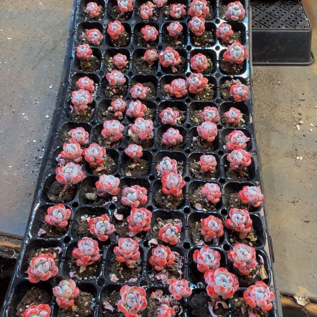 浩***河261多肉植物和植物的生长