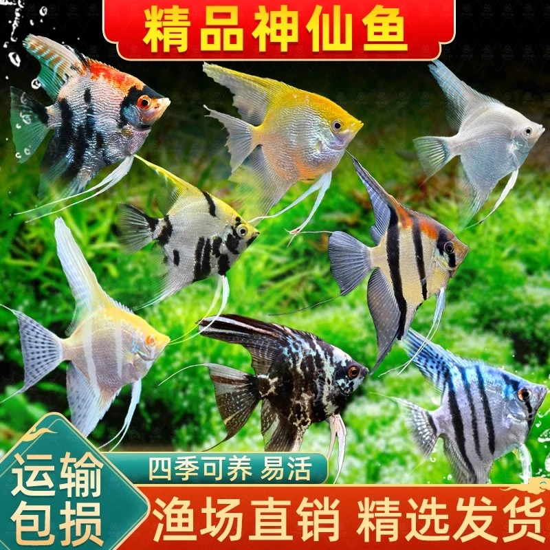 神仙鱼燕鱼苗观赏鱼金仙热带熊猫蓝魔活鱼小型淡水好养宠物燕子鱼