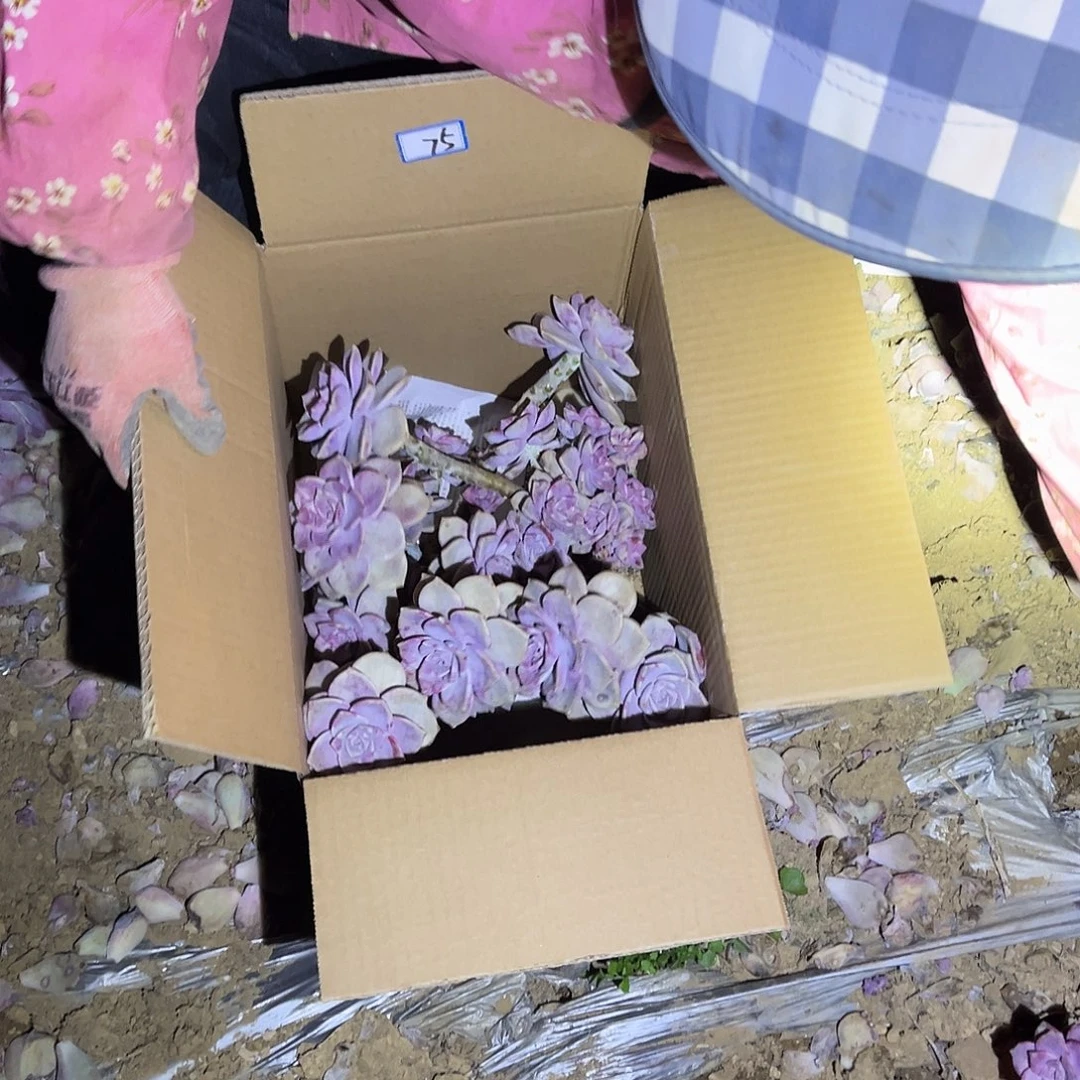 从***675紫乐断枝断头不售后