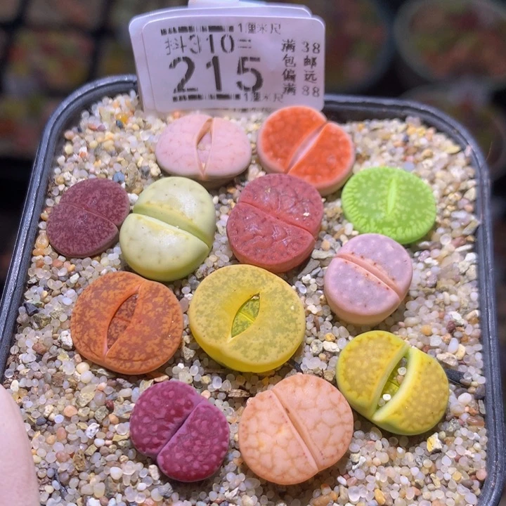 精品生石花310.215