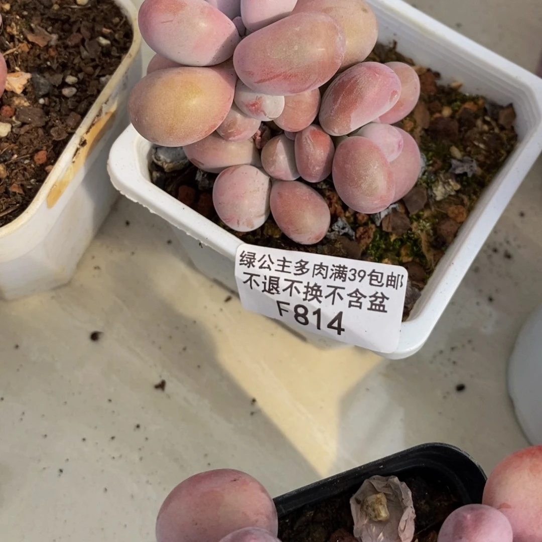 腰子桃蛋814/5c m多肉